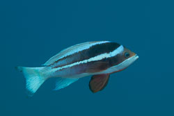 BD-121127-Aqaba-7337-Pseudanthias-taeniatus-(Klunzinger.-1884)-[Red-Sea-anthias].jpg
